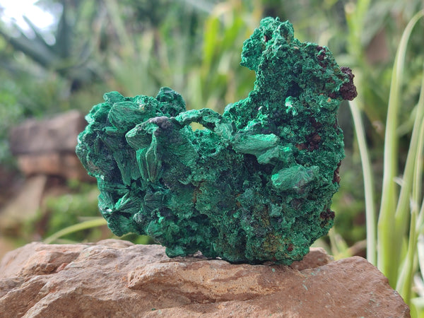 Natural Silky Malachite Specimens x 4 From Kasompe, Congo