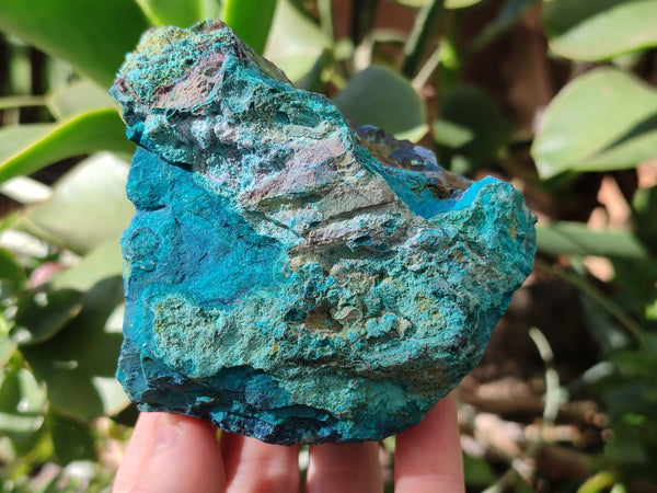 Natural Shattuckite with Chrysocolla and Malachite Specimens x 11 From Kaokoveld, Namibia