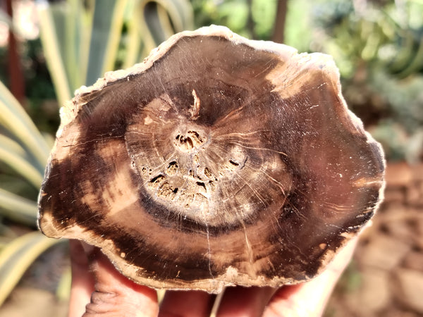 Polished Petrified Wood Slices x 3 From Gokwe, Zimbabwe