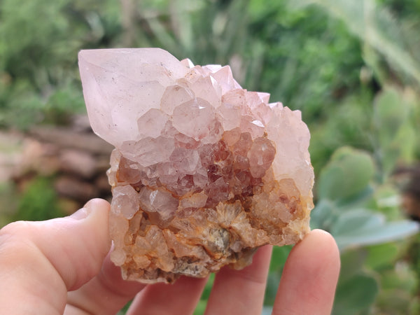 Natural Amethyst Spirit Quartz Clusters x 12 From Boekenhouthoek, South Africa