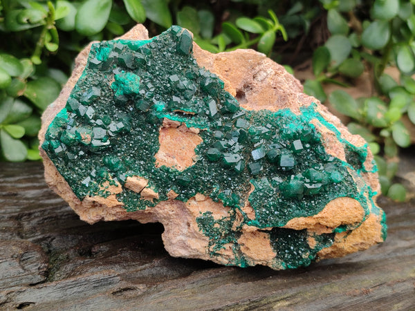 Natural Dioptase Cabinet Specimen x 1 From Mashamba East Mine, Congo