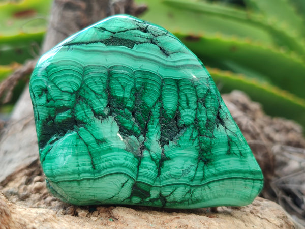 Polished Flower Banded Malachite Free Forms x 6 From Congo