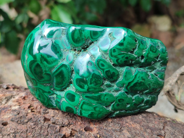 Polished Flower Banded Malachite Free Forms x 6 From Congo