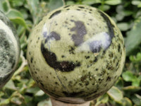 Polished Spotted Leopard Stone Spheres  x 2 From Zimbabwe - Toprock Gemstones and Minerals 