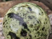 Polished Spotted Leopard Stone Spheres  x 2 From Zimbabwe - Toprock Gemstones and Minerals 