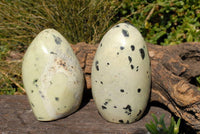 Polished Leopard Stone Standing Free Forms x 6 From Zimbabwe - TopRock