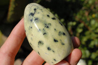 Polished Leopard Stone Standing Free Forms x 6 From Zimbabwe - TopRock