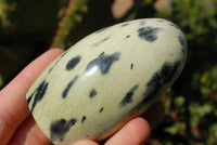 Polished Leopard Stone Standing Free Forms x 6 From Zimbabwe - TopRock