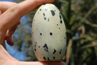 Polished Leopard Stone Standing Free Forms x 6 From Zimbabwe - TopRock