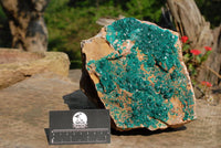 Natural Huge Dioptase Specimen Classic Emerald Green Crystals On Dolomite Matrix Museum Piece x 1 From Tantara Kambove, Congo - TopRock