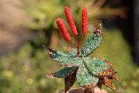 Polished Large Gemstone Art Aloe - sold per piece -  From South Africa - Toprock Gemstones and Minerals 