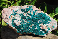 Natural XXXXL Giant Museum Quality Emerald Green Dioptase Specimen x 1 From Tantara, Congo - TopRock