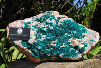 Natural XXXXL Giant Museum Quality Emerald Green Dioptase Specimen x 1 From Tantara, Congo - TopRock