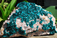 Natural Extra Large Classic Emerald Dioptase Museum Size Specimen x 1 From Tantara, Congo - TopRock