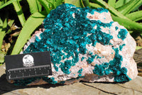 Natural Extra Large Classic Emerald Dioptase Museum Size Specimen x 1 From Tantara, Congo - TopRock