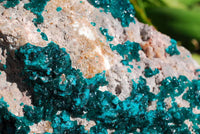 Natural Extra Large Classic Emerald Dioptase Museum Size Specimen x 1 From Tantara, Congo - TopRock