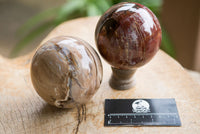 Polished Petrified Red Podocarpus Wood Spheres  x 2 From Madagascar - TopRock