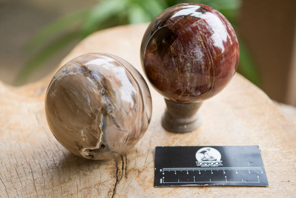 Polished Petrified Red Podocarpus Wood Spheres  x 2 From Madagascar - TopRock