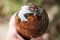 Polished Petrified Red Podocarpus Wood Spheres  x 2 From Madagascar - TopRock