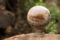 Polished Petrified Red Podocarpus Wood Spheres  x 2 From Madagascar - TopRock