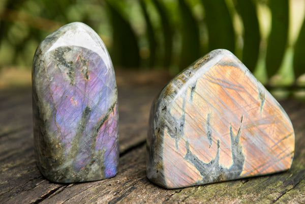 Polished Labradorite Standing Free Forms With Intense Blue & Gold Flash x 4 From Sakoany, Madagascar - TopRock