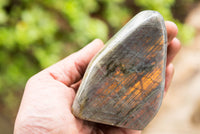 Polished Labradorite Standing Free Forms With Intense Blue & Gold Flash x 4 From Sakoany, Madagascar - TopRock