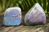 Polished Labradorite Standing Free Forms With Intense Blue & Gold Flash x 4 From Sakoany, Madagascar - TopRock