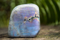 Polished Labradorite Standing Free Forms With Intense Blue & Gold Flash x 4 From Sakoany, Madagascar - TopRock