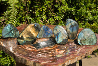 Polished Labradorite Standing Free Forms With Intense Blue & Gold Flash x 6 From Sakoany, Madagascar - TopRock