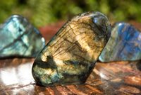 Polished Labradorite Standing Free Forms With Intense Blue & Gold Flash x 6 From Sakoany, Madagascar - TopRock