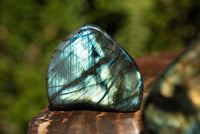 Polished Labradorite Standing Free Forms With Intense Blue & Gold Flash x 6 From Sakoany, Madagascar - TopRock