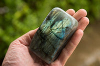 Polished Labradorite Standing Free Forms With Intense Blue & Gold Flash x 4 From Tulear, Madagascar - TopRock