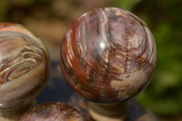 Polished Petrified Podocarpus Wood Spheres  x 3 From Madagascar - TopRock