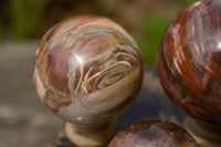 Polished Petrified Podocarpus Wood Spheres  x 3 From Madagascar - TopRock