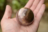 Polished Petrified Podocarpus Wood Spheres  x 3 From Madagascar - TopRock