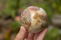 Polished Petrified Podocarpus Wood Spheres  x 3 From Madagascar - TopRock