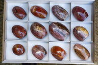 Polished Petrified Red Podocarpus Wood Standing Free Forms x 6 From Mahajanga, Madagascar - TopRock