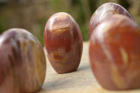 Polished Petrified Red Podocarpus Wood Standing Free Forms x 6 From Mahajanga, Madagascar - TopRock