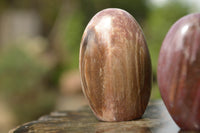 Polished Petrified Red Podocarpus Wood Standing Free Forms x 6 From Mahajanga, Madagascar - TopRock