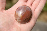 Polished Petrified Red Podocarpus Wood Standing Free Forms x 6 From Mahajanga, Madagascar - TopRock