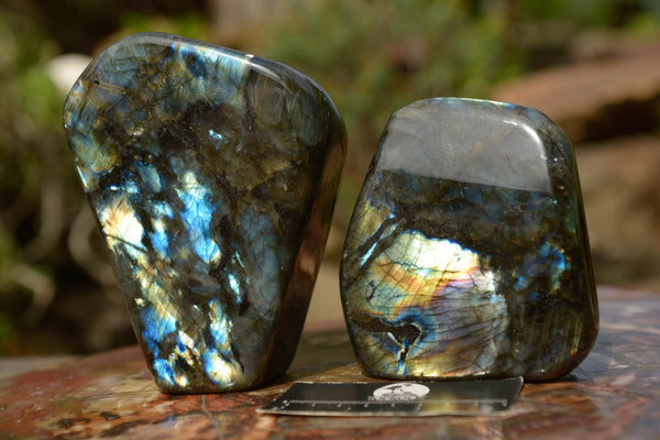 Polished Labradorite Standing Free Forms With Blue & Gold Flash  x 2 From Tulear, Madagascar - TopRock