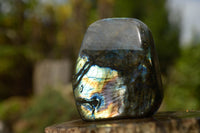 Polished Labradorite Standing Free Forms With Blue & Gold Flash  x 2 From Tulear, Madagascar - TopRock