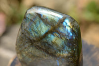 Polished Labradorite Standing Free Forms With Blue & Gold Flash  x 2 From Tulear, Madagascar - TopRock