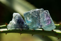 Natural Selected Cobbed Small Watermelon Fluorite Pieces - sold per 2 Kg - From Uis, Namibia - TopRock