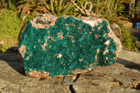 Natural XXXL Exceptional Dioptase Specimen (Second Largest In The World!) x 1 From Tantara, Congo - TopRock