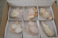 Natural White Cactus Flower Spirit Quartz Specimens  x 6 From Boekenhouthoek, South Africa - Toprock Gemstones and Minerals 