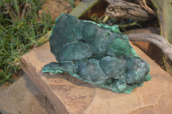 Natural Large Botryoidal Malachite Specimen  x 1 From Kolwezi, Congo