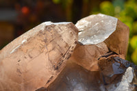 Natural Extra Large Self Healed Smokey Quartz Crystal Cluster  x 1 From Mt. Mulanje, Malawi - TopRock