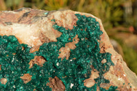 Natural XXXL Exceptional Dioptase Specimen (Second Largest In The World!) x 1 From Tantara, Congo - TopRock