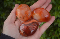 Polished  Carnelian Agate Palm Stones  x 12 From Madagascar